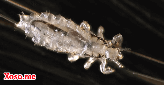 Mơ thấy con chấy​