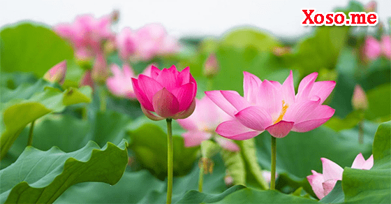 Mơ thấy hoa sen là một giấc mơ mang tới điềm lành​